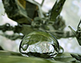 Octane renderer