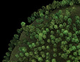 ParticleFlow, TreeProxies