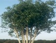 Tip of the Week. Create trees and animate them with OnyxGARDEN